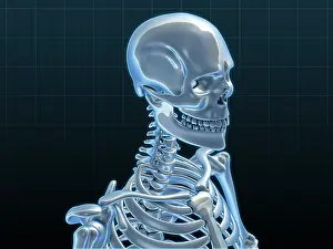Medical Science Illustrations Stampe: Human Skeleton, artwork
