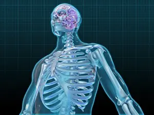Central Nervous System CNS Stampe: Human Skeleton and Brain, artwork