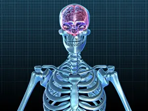 Medical Illustration Art Stampe: Human Skeleton and Brain, artwork