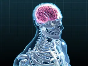 Medical Illustration Art Stampe: Human Skeleton and Brain, artwork