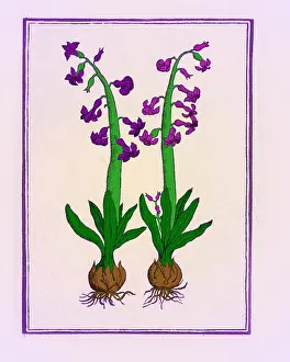 Greek Mythology Stampe: The Hyacinth