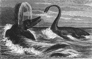 Paleontology Illustrations Stampe: Ichthyosaurus and Plesiosaurus