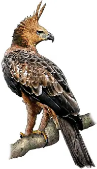Tropical Rainforest Birds Stampe: Javan Hawk Eagle