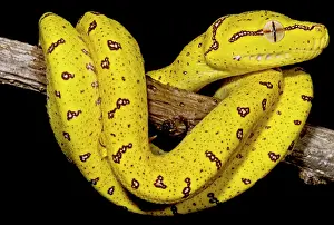Wildlife Reptile Stampe: Juvenile Green Tree Python (Morelia viridis)