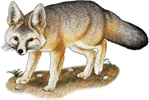 Mammal Illustrations Stampe: Kit Fox