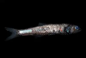 Sea Creatures Stampe: Lampfish