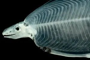 Ocean Creatures Stampe: Larval Eel