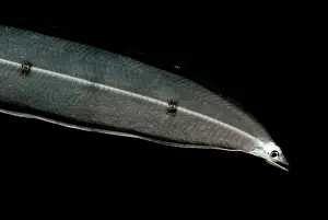 Deep Sea Creatures Stampe: Larval Eel