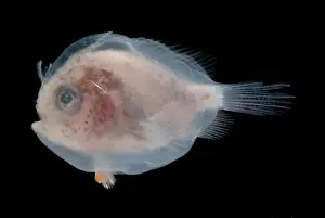 Camouflaged Fish Species Stampe: Larval Frogfish
