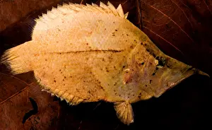 Camouflaged Fish Species Stampe: Leaf Fish