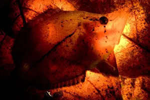 Camouflaged Fish Species Stampe: Leaf Fish