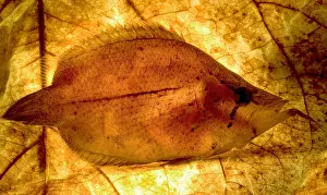 Osteichthyes Animals Stampe: Leaf Fish