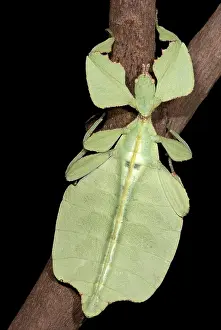 Leaf Insect Stampe: Leaf Insect