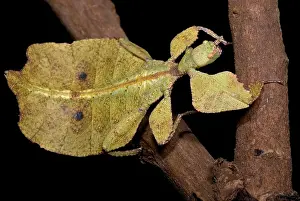 Thailand Wildlife Stampe: Leaf Insect