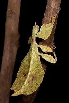 Southeast Asia Animals Stampe: Leaf Insect