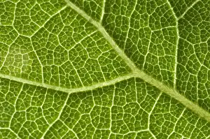 Leaf Vein Structure Stampe: Leaf Venation