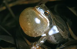 Nature Animal Photos Stampe: Leopard Frog