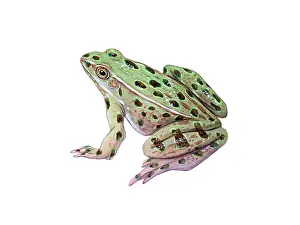 Amphibian Life Cycle Stampe: Leopard Frog