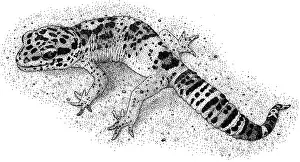Animal Art Prints Stampe: Leopard Gecko