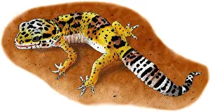 Reptile Artwork Stampe: Leopard Gecko