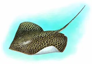 Indian Ocean Sea Life Stampe: Leopard ray