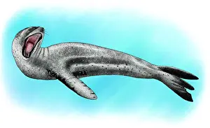 Stampa con cornice : Foca leopardo.