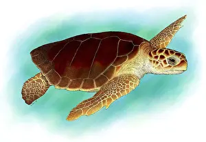 Loggerhead Sea Turtle Stampe: Loggerhead Sea Turtle