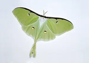 Saturniid Moth Stampe: Luna moth