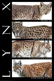 Mammal Illustrations Stampe: Lynxes, Poster