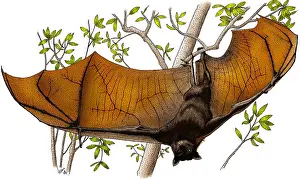 Mammal Illustration Stampe: Malayan Flying Fox