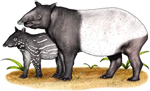 Malayan Tapir Stampe: Malayan Tapir