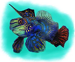 Coral Reef Animals Stampe: Mandarinfish