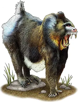 Mandrill Illustration Stampe: Mandrill