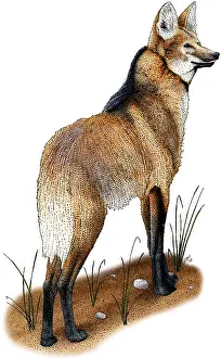 Wildlife Illustrations Stampe: Maned Wolf