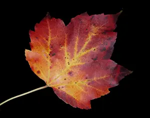 Autumn Colored Leaves Stampe: Maple Leaf