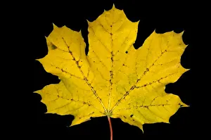 Autumn Colored Leaves Stampe: Maple Leaf