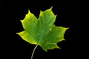 Autumn Colored Leaves Stampe: Maple Leaf
