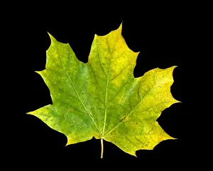 Autumn Leaf Coloration Stampe: Maple Leaf