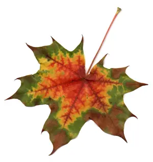 Maple Leaf