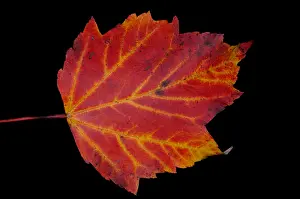 Autumn Colored Leaves Stampe: Maple Leaf