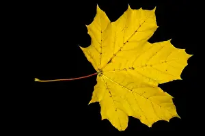 Autumn Colored Leaves Stampe: Maple Leaf