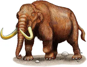 Prehistoric Mammal Stampe: Mastodon