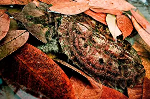 Camouflaged Reptiles Stampe: Mata mata Turtle