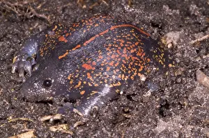 Wildlife In Costa Rica Stampe: Mexican Burrowing Toad