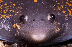 Wildlife In Costa Rica Stampe: Mexican Burrowing Toad