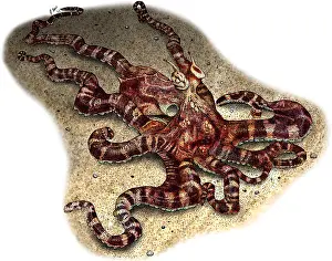 Wildlife Artwork Stampe: Mimic Octopus