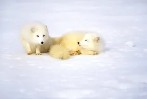 Foxes In The Wild Stampe: Arctic fox