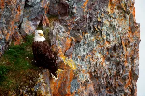 Bald Eagle Alaska Stampe: Bald Eagle