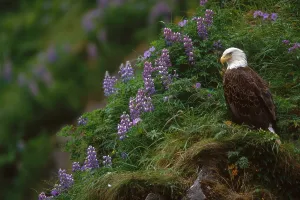 Haliaeetus Leucocephalus Images Stampe: Bald Eagle