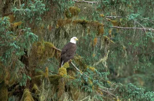Alaska Wildlife Stampe: Bald Eagle